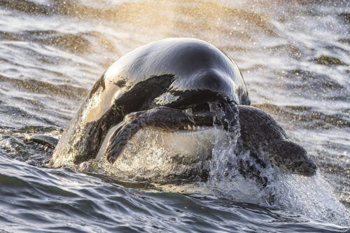 Small underwater wonders win big in ocean photography awards